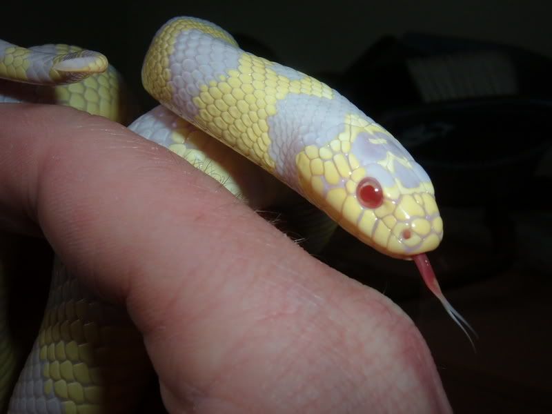The snake head shots picture thread. Page 3 Reptile Forums